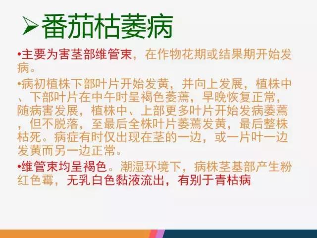 西红柿“十四大”病害症状和解决方案！