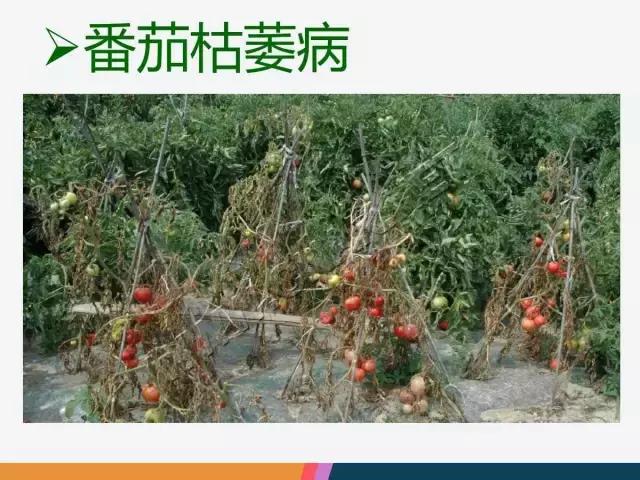西红柿“十四大”病害症状和解决方案！