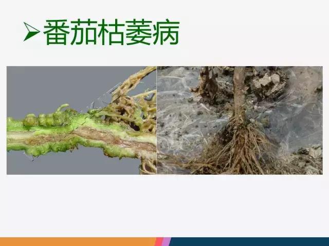 西红柿“十四大”病害症状和解决方案！