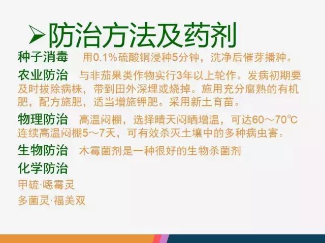 西红柿“十四大”病害症状和解决方案！