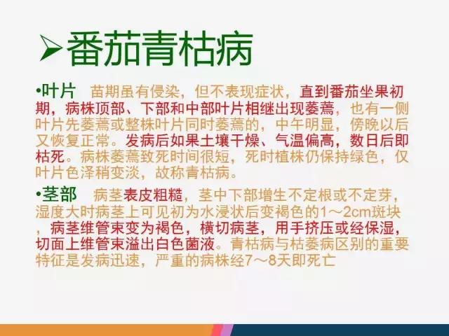 西红柿“十四大”病害症状和解决方案！