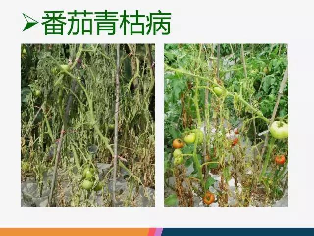 西红柿“十四大”病害症状和解决方案！