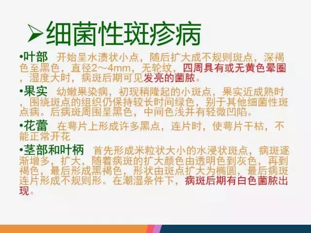 西红柿“十四大”病害症状和解决方案！