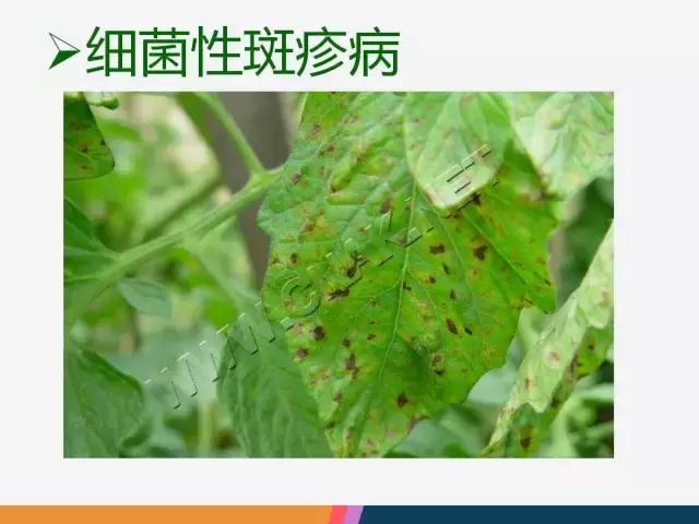 西红柿“十四大”病害症状和解决方案！