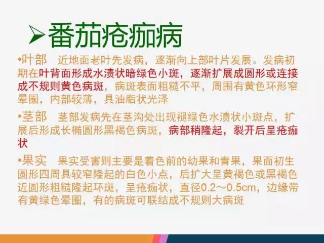 西红柿“十四大”病害症状和解决方案！