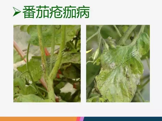 西红柿“十四大”病害症状和解决方案！