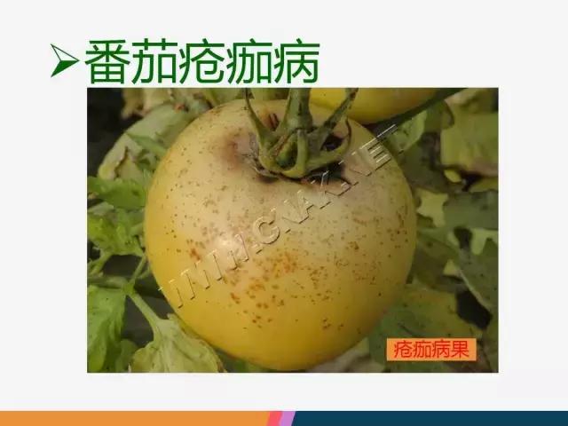 西红柿“十四大”病害症状和解决方案！