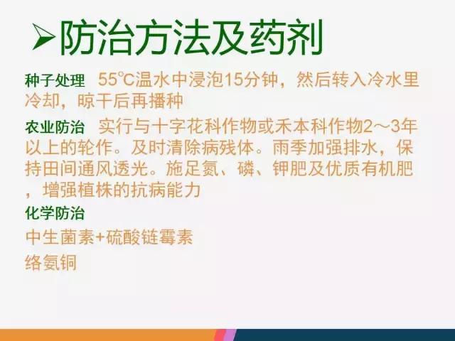西红柿“十四大”病害症状和解决方案！