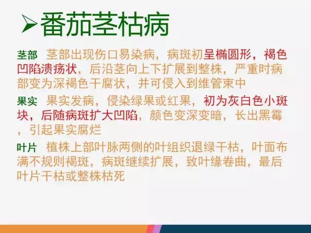 西红柿“十四大”病害症状和解决方案！