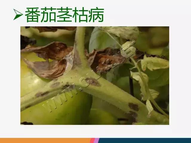 西红柿“十四大”病害症状和解决方案！