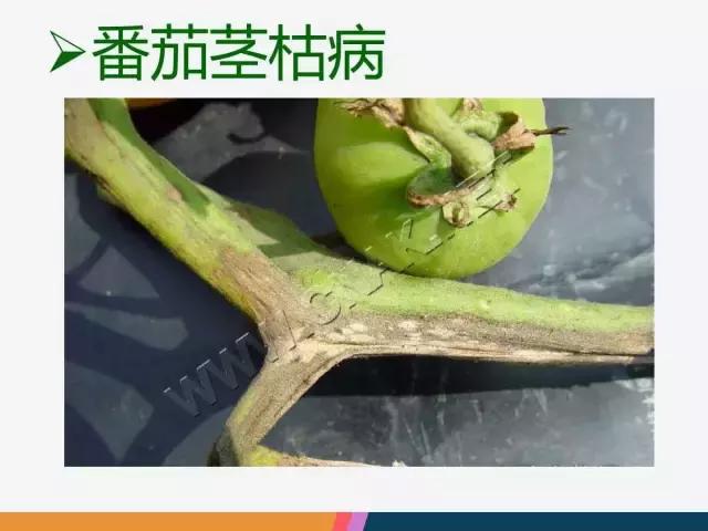 西红柿“十四大”病害症状和解决方案！
