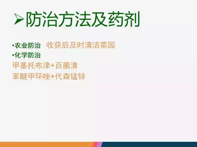 西红柿“十四大”病害症状和解决方案！