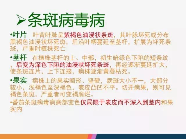 西红柿“十四大”病害症状和解决方案！