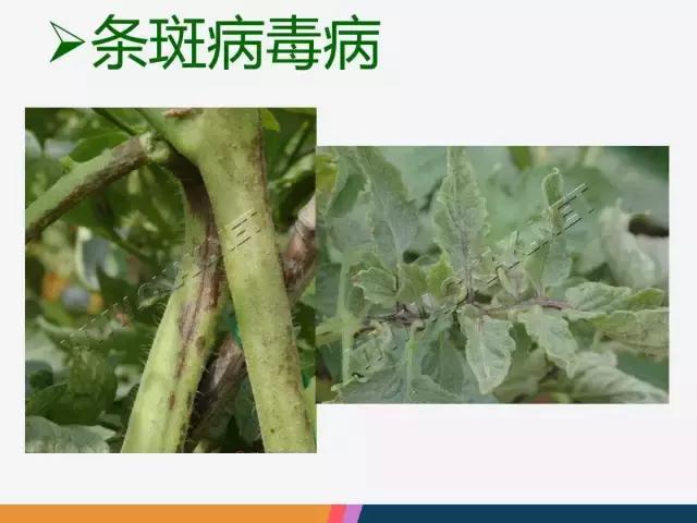 西红柿“十四大”病害症状和解决方案！