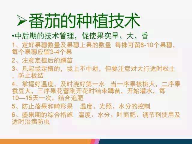 西红柿“十四大”病害症状和解决方案！