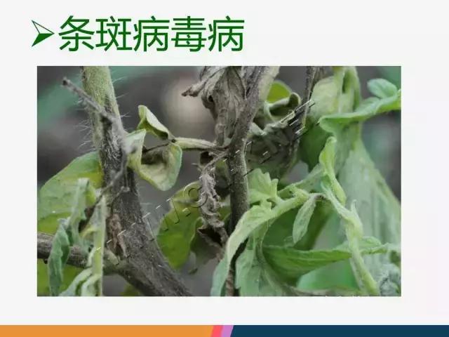 西红柿“十四大”病害症状和解决方案！