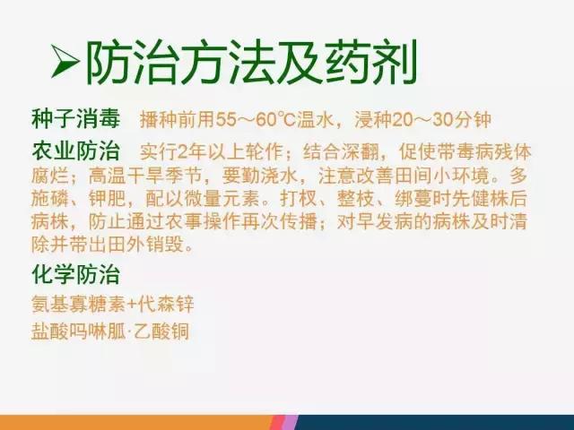 西红柿“十四大”病害症状和解决方案！