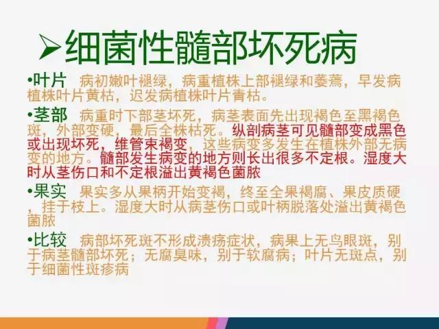 西红柿“十四大”病害症状和解决方案！