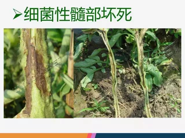 西红柿“十四大”病害症状和解决方案！
