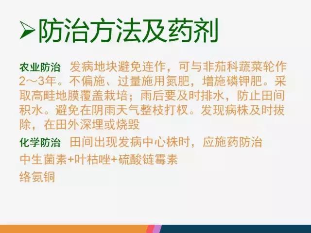 西红柿“十四大”病害症状和解决方案！