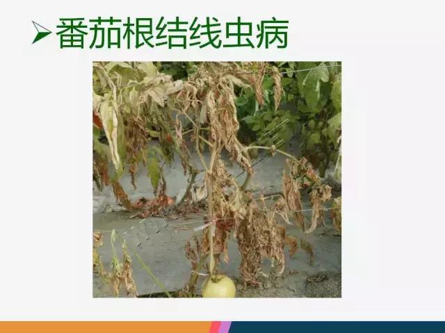 西红柿“十四大”病害症状和解决方案！
