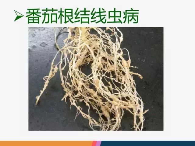西红柿“十四大”病害症状和解决方案！