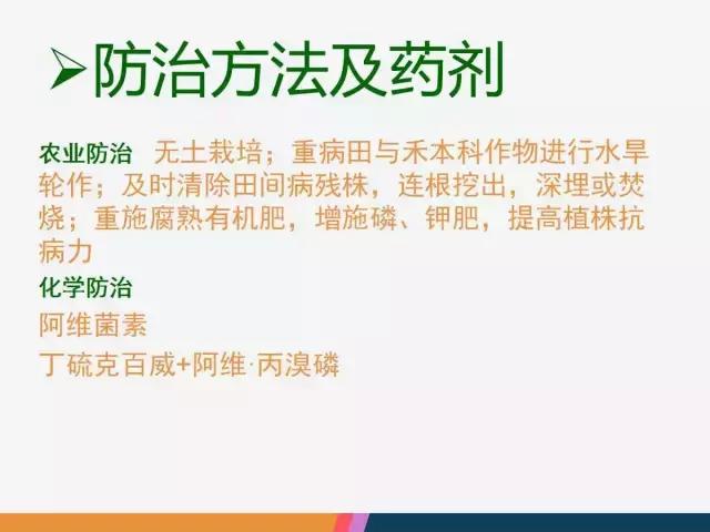 西红柿“十四大”病害症状和解决方案！