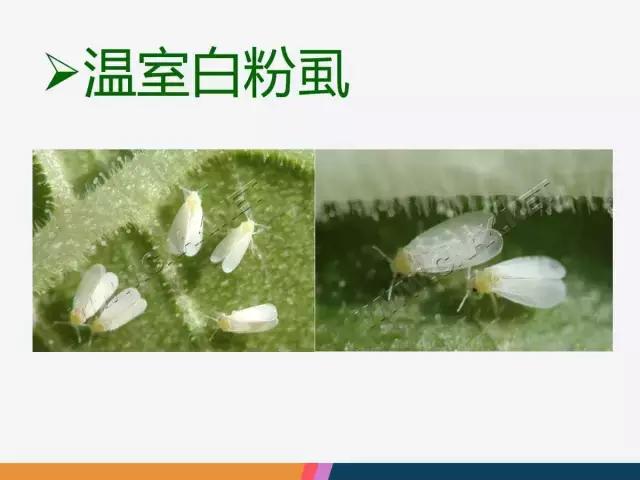 西红柿“十四大”病害症状和解决方案！