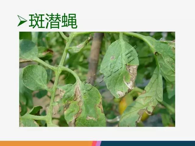 西红柿“十四大”病害症状和解决方案！