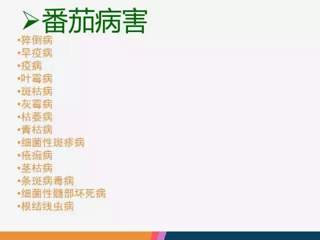 西红柿“十四大”病害症状和解决方案！