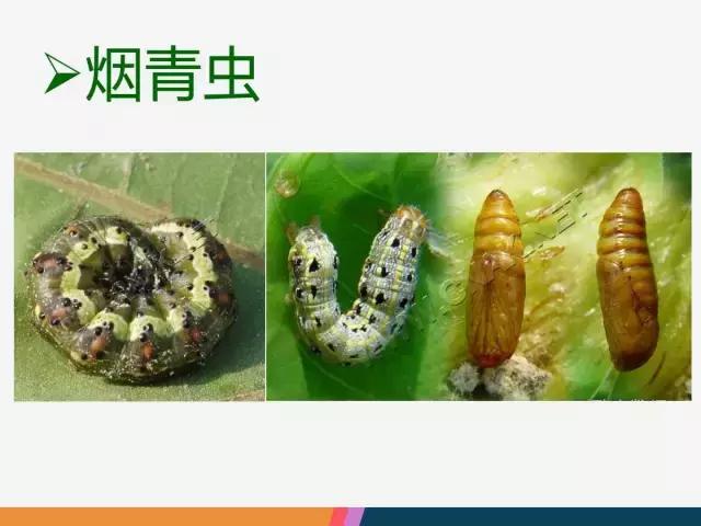 西红柿“十四大”病害症状和解决方案！