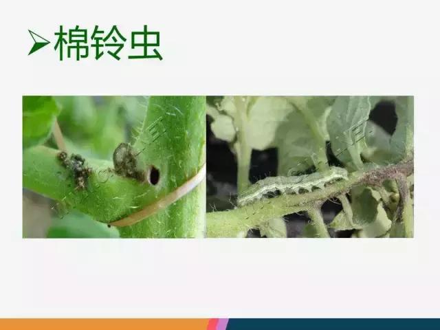 西红柿“十四大”病害症状和解决方案！