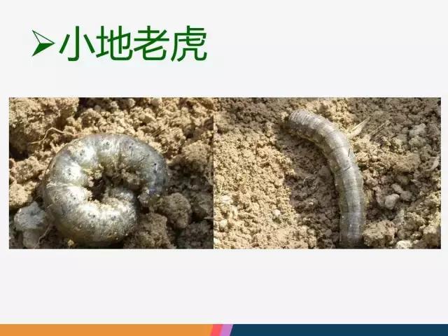 西红柿“十四大”病害症状和解决方案！