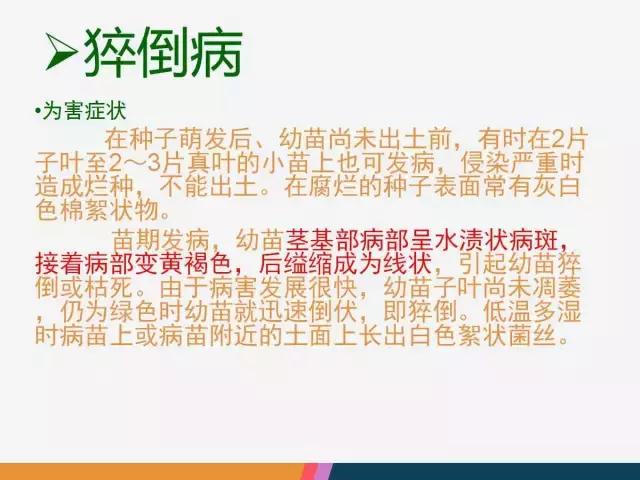 西红柿“十四大”病害症状和解决方案！