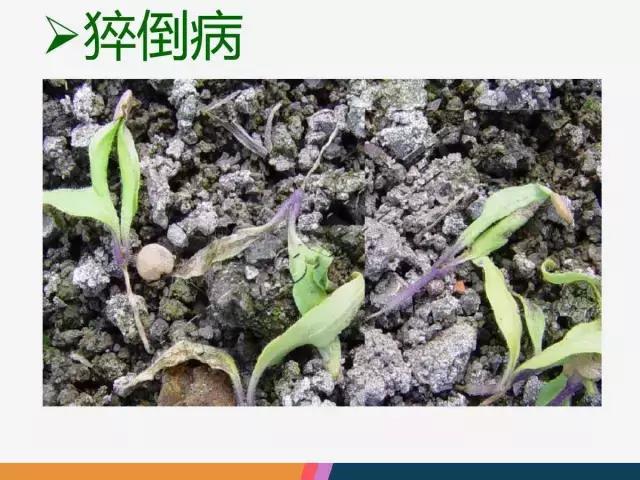 西红柿“十四大”病害症状和解决方案！