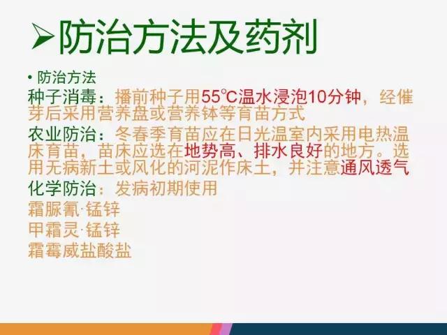 西红柿“十四大”病害症状和解决方案！