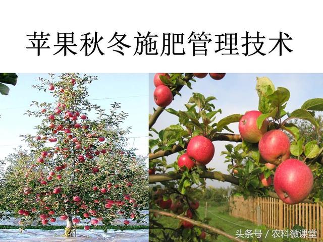苹果秋冬施肥管理技术