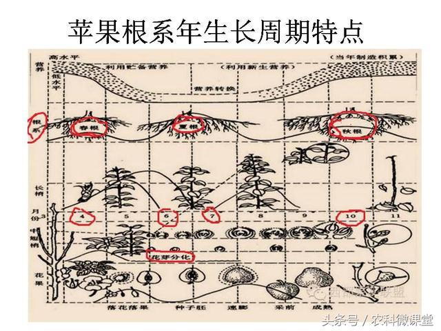 苹果秋冬施肥管理技术