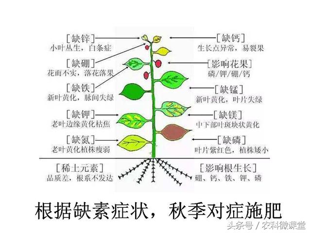 苹果秋冬施肥管理技术