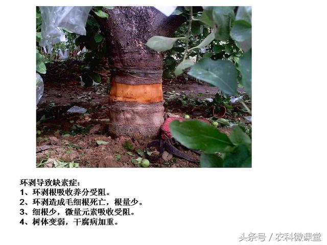 苹果秋冬施肥管理技术