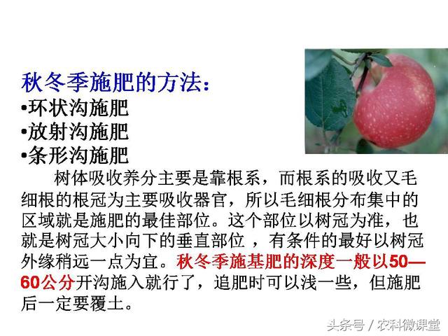 苹果秋冬施肥管理技术