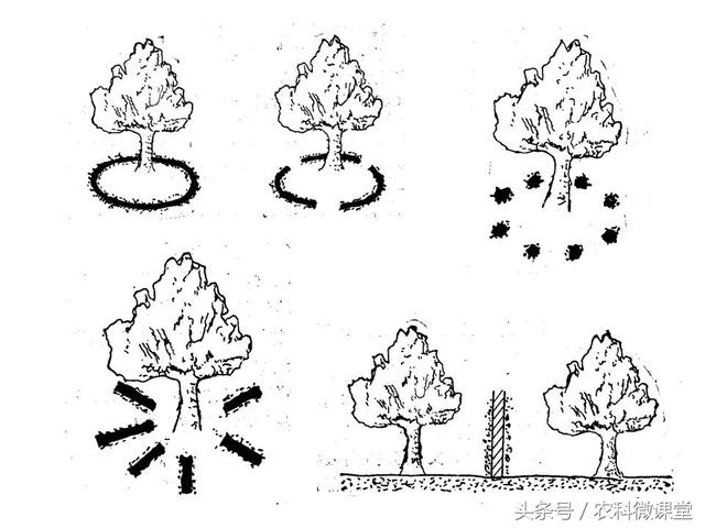 苹果秋冬施肥管理技术