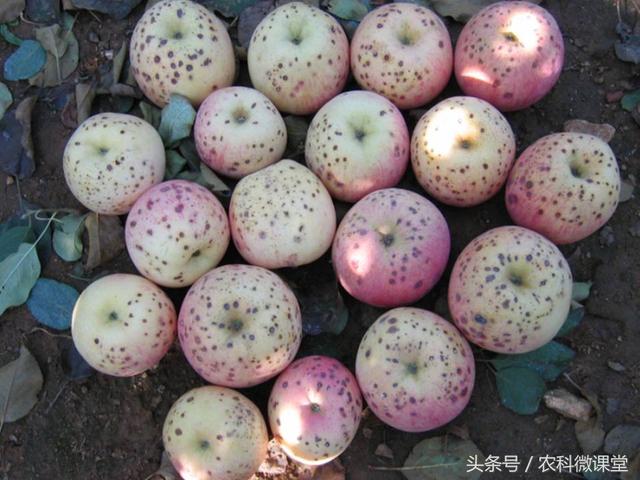 苹果秋冬施肥管理技术