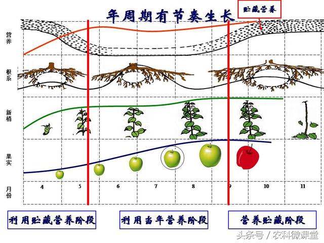苹果秋冬施肥管理技术