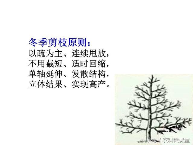 苹果秋冬施肥管理技术