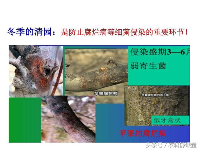 苹果秋冬施肥管理技术