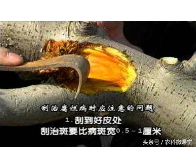 苹果秋冬施肥管理技术