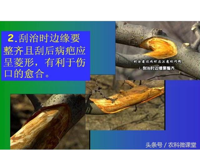 苹果秋冬施肥管理技术