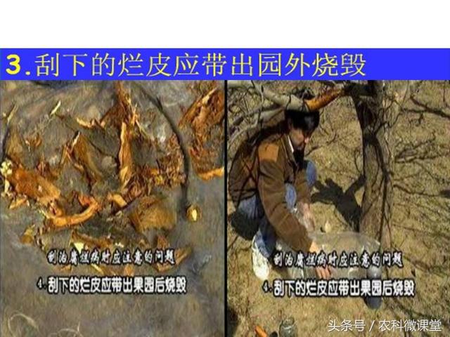 苹果秋冬施肥管理技术