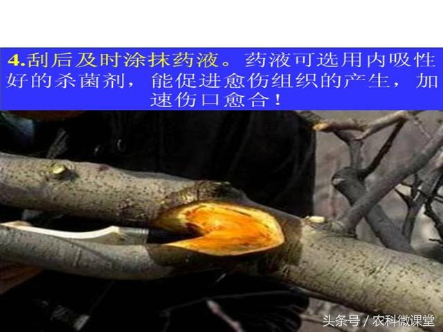 苹果秋冬施肥管理技术